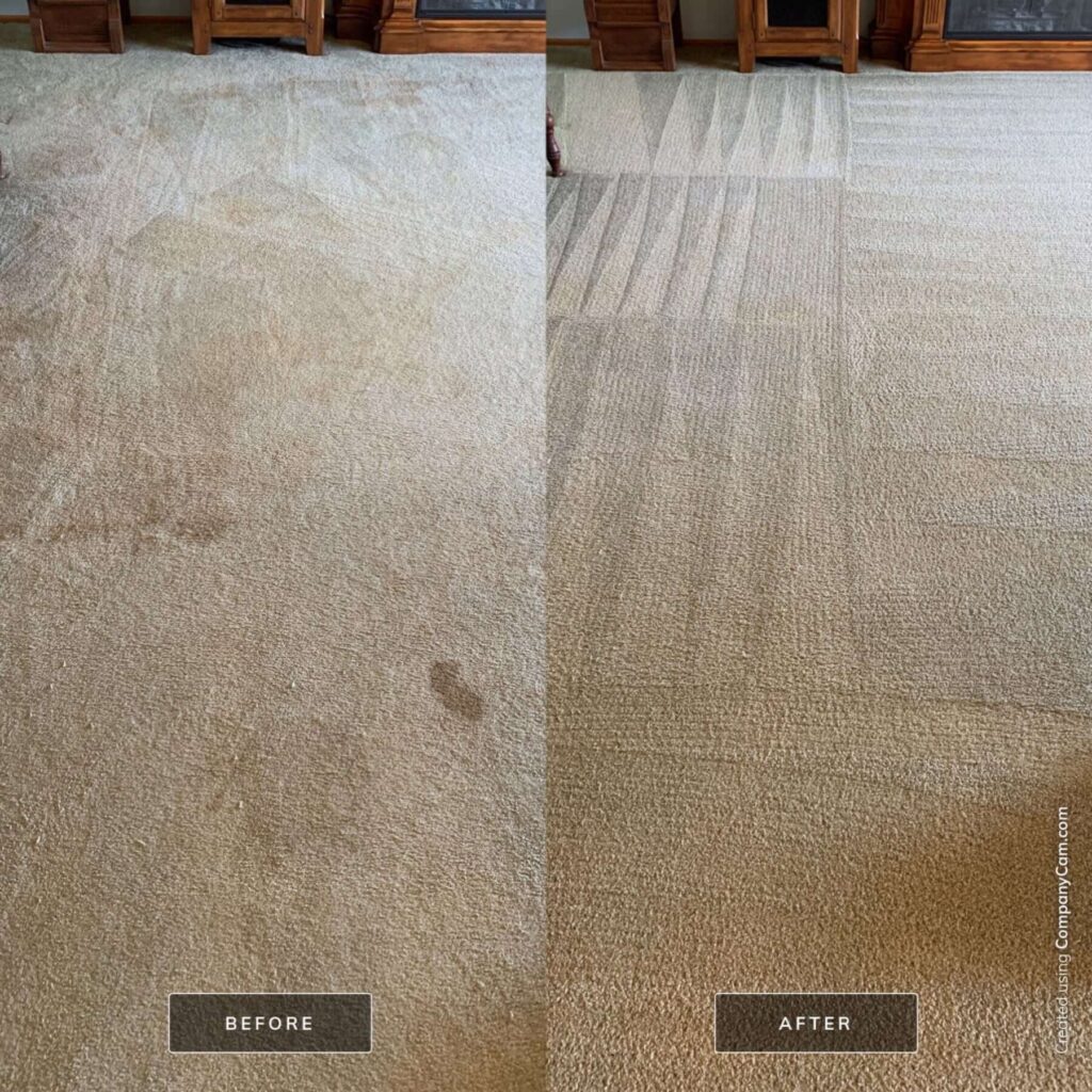 lifted carpet cleaning before after