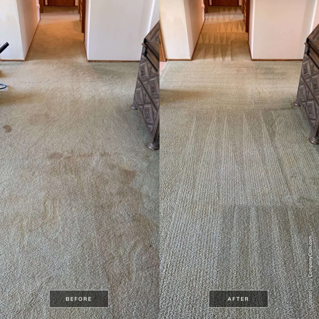lifted carpet cleaning before after